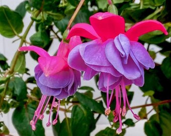 Live plant,Fushia Winston Churchill, will ship Mar 26,27