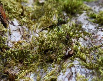Moss Print