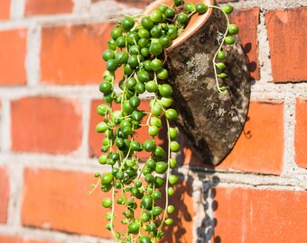 Plant Hanger, Plant Pot, Hanging Planter, Succulent Pot, Succulent Planter, Flower Pot, Cache Pot, Flower Vase, Fairy Garden Accessories
