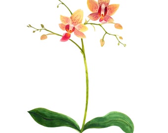 Orchids Print - Watercolour Painting