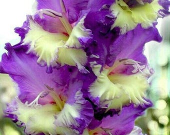 Gladiolus Bulbs, (not seeds) Perennial Flower 5 Bulbs (item No: 22)