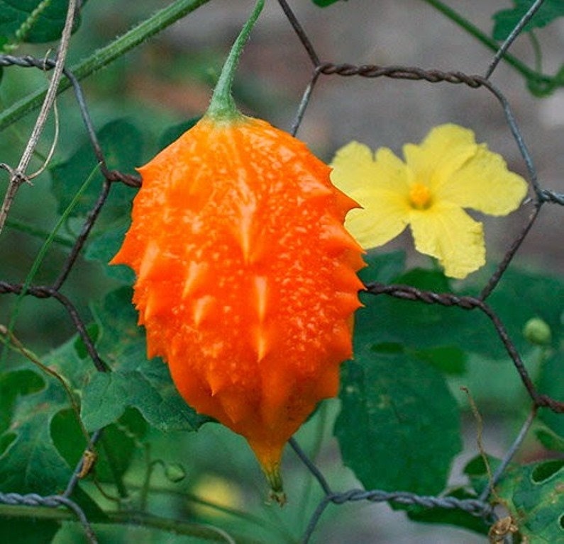 JAMAICAN CERASEE SEEDSBitter MelonMomordica charantiaUse As