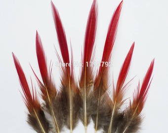 Lady Amherst Red Tipped Feathers