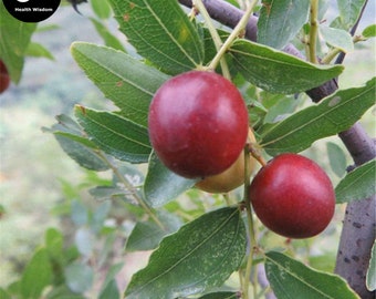 Buy Choerospondias Axillaris Tree Seeds Plant Chinese Nan Suan Zao Tree