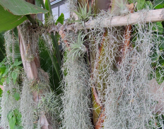 Items similar to Spanish Moss - Live, Fresh and Beautiful! on Etsy