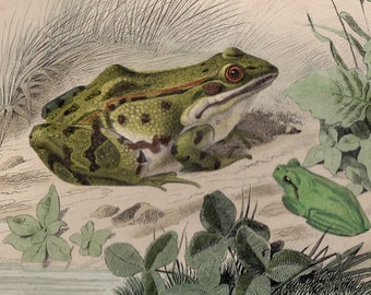 Antique Frog Print 