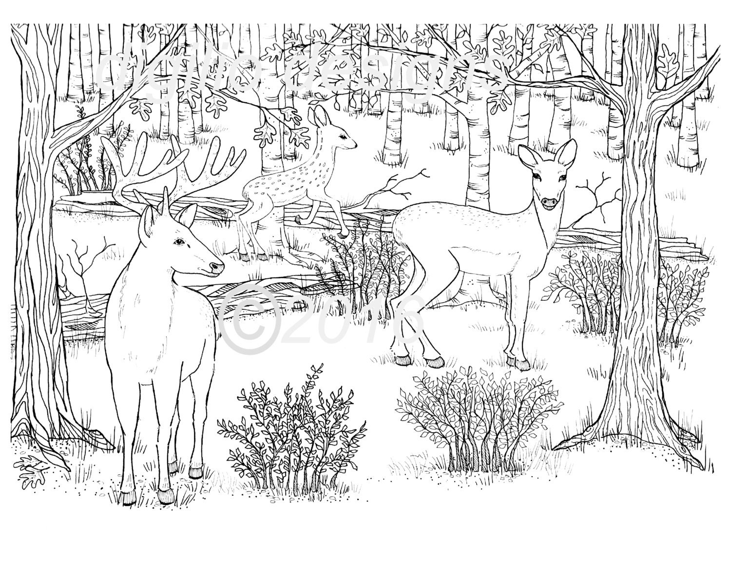 Adult Coloring Page-Deer-Woodland-Forest-Deer in the Dell-Wall