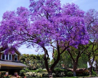 Royal Empress Tree Seeds, Paulownia tomentosa - 25 Seeds