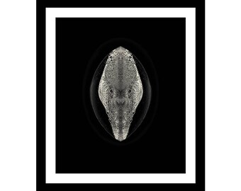 THE PLUTONIAN - Black Frame / White Matte