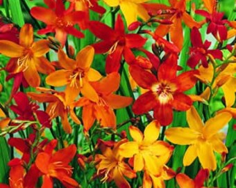 Mixed Crocosmia Bareroot Bulbs: End of Season Clearance!