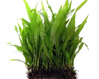 Hand Tied Java Fern Mat (On Coco Fiber Pad) Living Aquarium Decoration