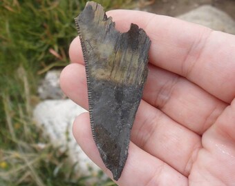 Fossilized Shark Tooth, US, Fossil