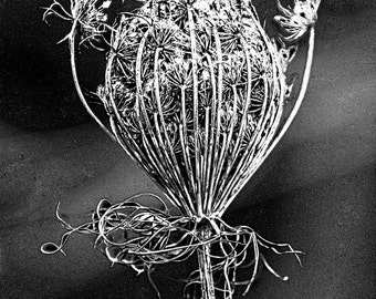 Queen, Ann's, Lace, Gueen Ann's Lace, Fall, Dried Flower, Dried