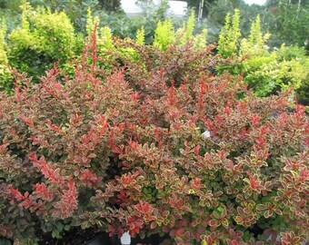 Admiration Barberry (1 Gallon Pot)