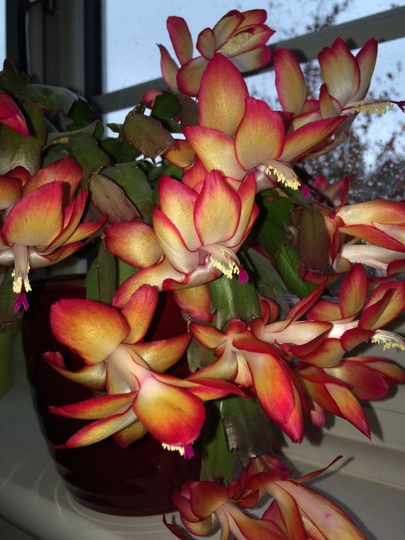 Christmas Cactus SAMBA BRAZIL Red & Yellow Flowers 5