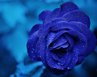 Blue Rose with Water Droplets. Print/Poster. (002403)