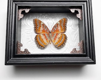 REAL Cethosia Biblis “red lacewing” butterfly