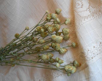 Bunch of dried wild plants, Rustic arrangement , Flower bouquet, Natural materials, DIY Crafts, Cottage decoration , Green bunch wild