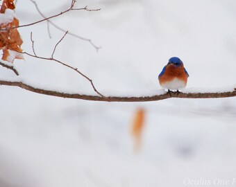 Dance in the Fallen Snow
