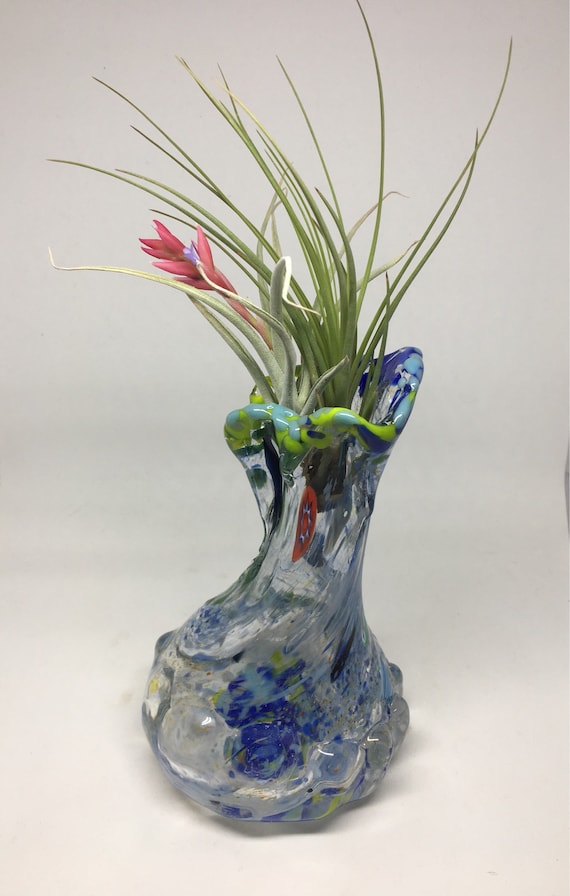 Hand blown glass jellyfish vase with living air plant , bromeliad