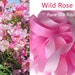 5 metres of 20 mm Pure Silk Ribbon Wild Rose
