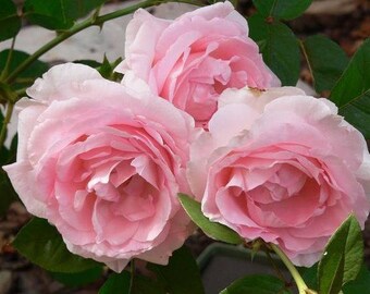 Original photograph semi-rigid plastic Roses ref R1 placemat