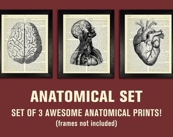 ANATOMICAL SET, Anatomy Print Set, Medical Wall Art, Dictionary Art Prints, Gifts for Boyfriend, Set of Posters, Vintage Anatomy Artwork