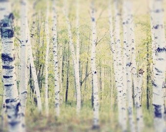 Tree Photography, Birch Tree Art, Landscape Photography, Tree Photo, Woodland Art, Tree Photograph, Tree Print