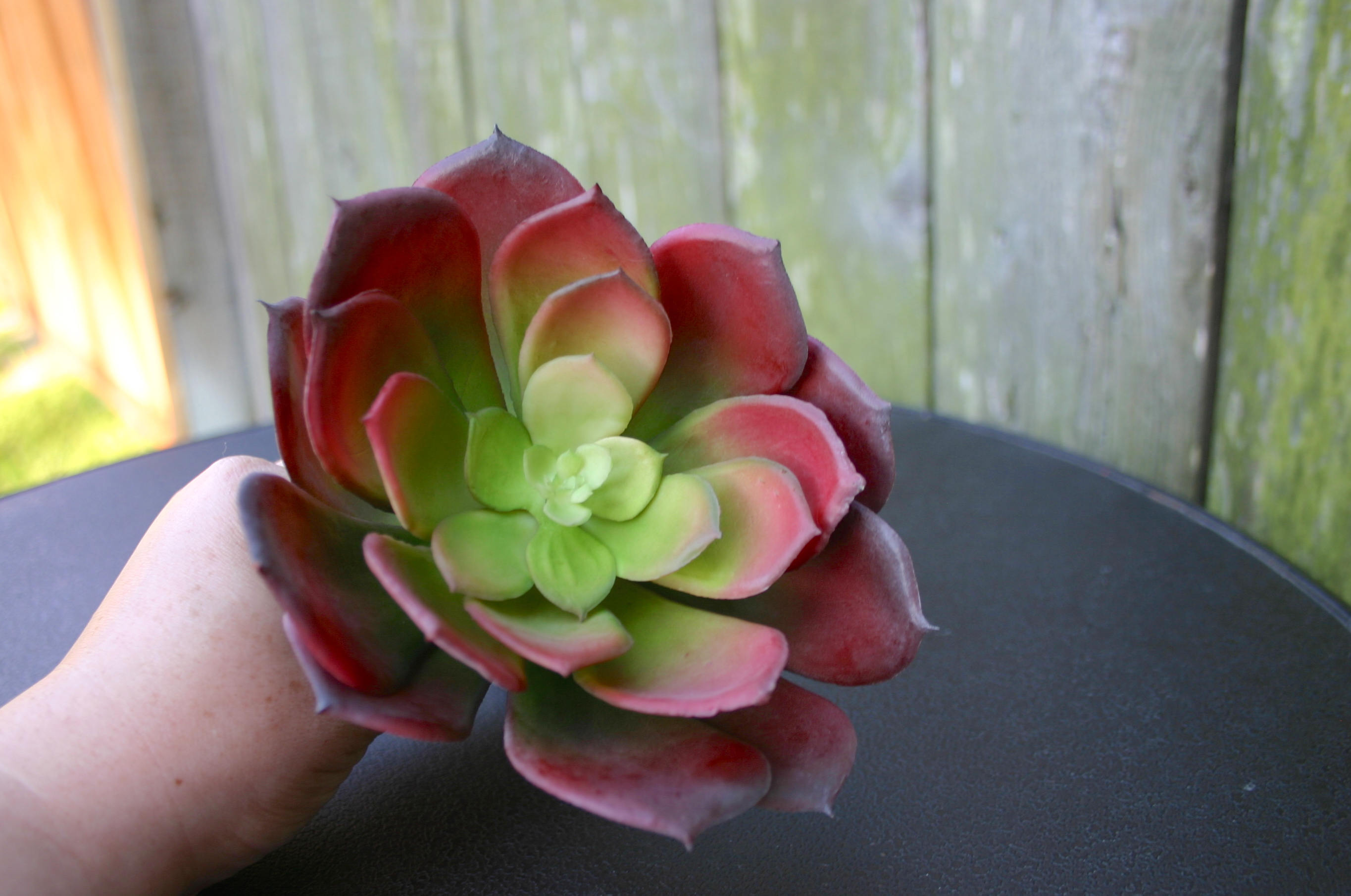 Faux Succulent Stem 7 Burgundy Aeonium Succulent Stem