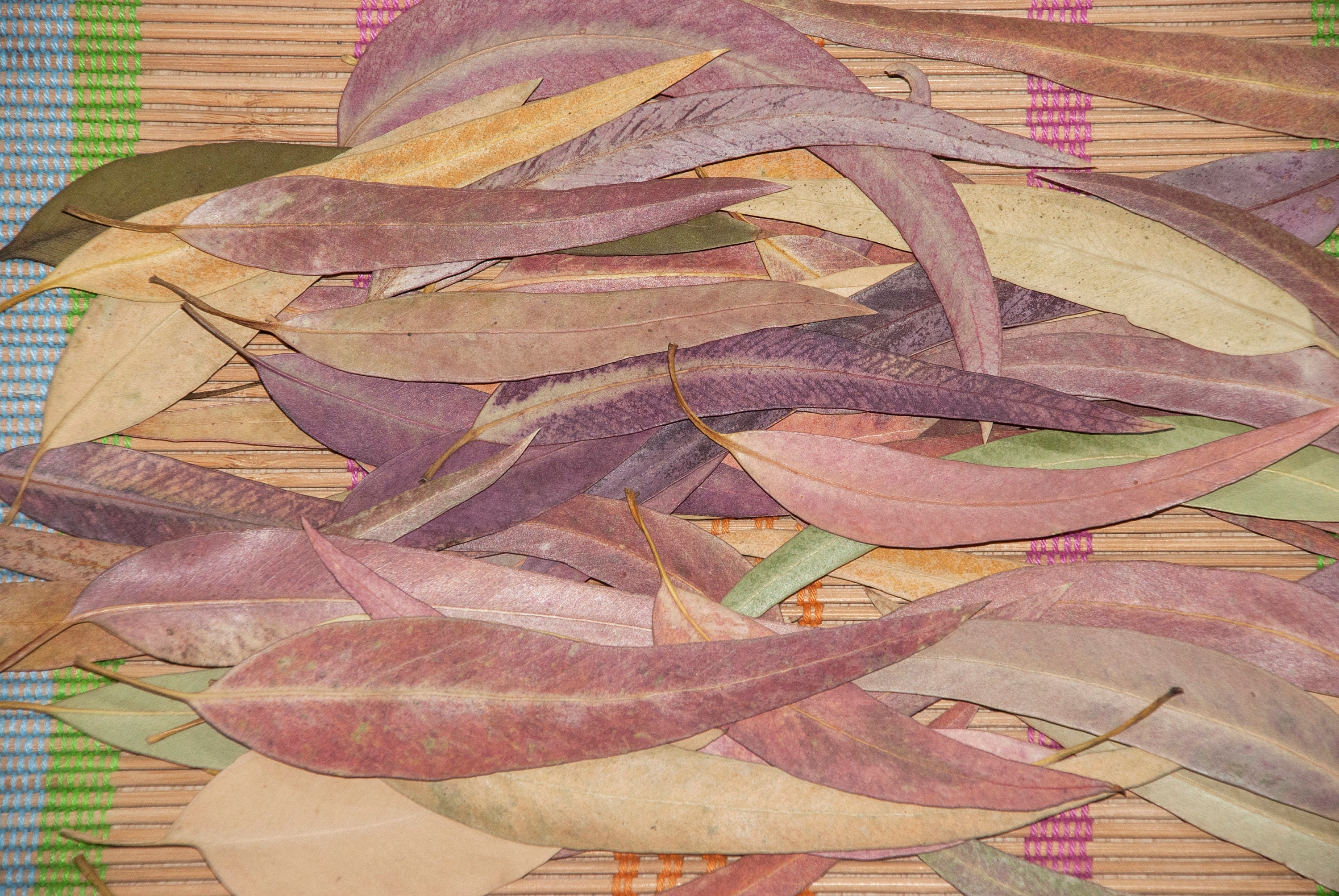 50 Dried Eucalyptus Leaves Natural Multicolor Gum Leaves