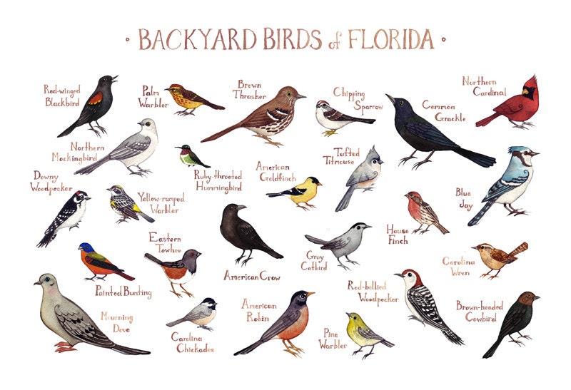 florida backyard birds field guide art print watercolor florida backyard birds field guide art print watercolor