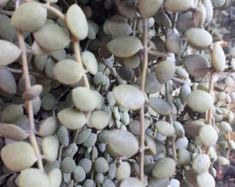 Dischidia nummularia Variegata, Dep Kradum, asclepiadaceae