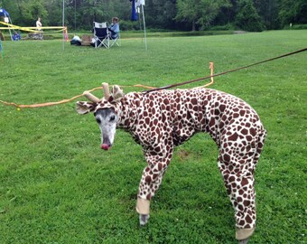 Giraffe Greyhound , Giraffe costume