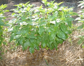 Basil Herb Plant, Genovese Organic Italian