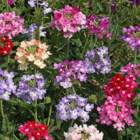 Verbena Florist Mix Ground Cover Seeds Verbena Hybrids