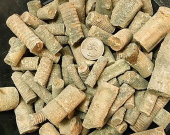 1 Pound of Fossilized Crinoid Stems - Bulk Fossils - Great for Jewelry/Crafts!