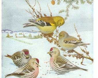 1936 Bird Print - Plates 77 & 78 - Winter Goldfinch - Vintage Antique Art Illustration by Louis Agassiz Fuertes 75 Years Old
