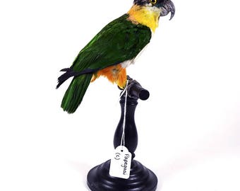 Mounted birds for sale! Opgezette parkiet te koop! (A) Taxidermy