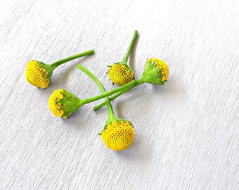 Acmella oleracea( spilanthes) "fresh flowers": Szechuan buttons AkA Buzz buttons- LEMON DROP variety!