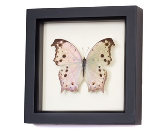 Real Framed Butterflies Mother of Pearl Butterfly