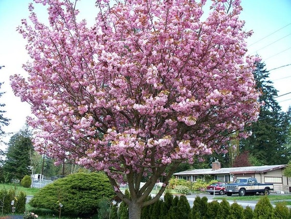 Japanese Flowering Cherry Tree Seeds Prunus serrulata 25