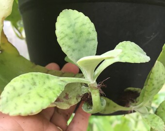 Live Plant-Donkey Ears Kalanchoe Gastonis Succulent Plant-Three Inch Starter Plant