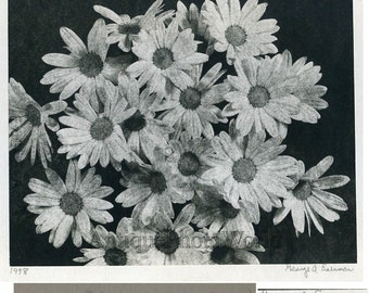 Daisies flowers vintage art photo by G. Eisenman