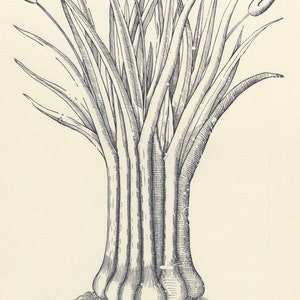 Herbal Allium fistulosum (Scallion) Pierandrea Mattioli Letterpress Printed 16th c. Woodcut