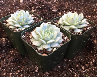 2" Succulent - Painted Lady