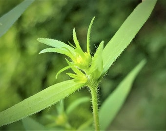Green Leaf Macro Photo