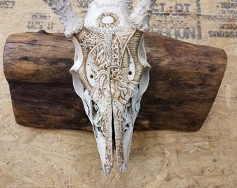 Pyrography Deer Skull