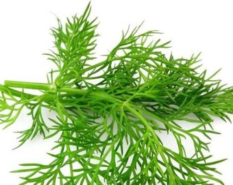 Dill Seeds~100% organically grown