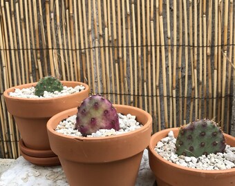 Santarita Purple prickly pear cactus