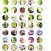 Digital images for cabochon or image transfer 110622 zen